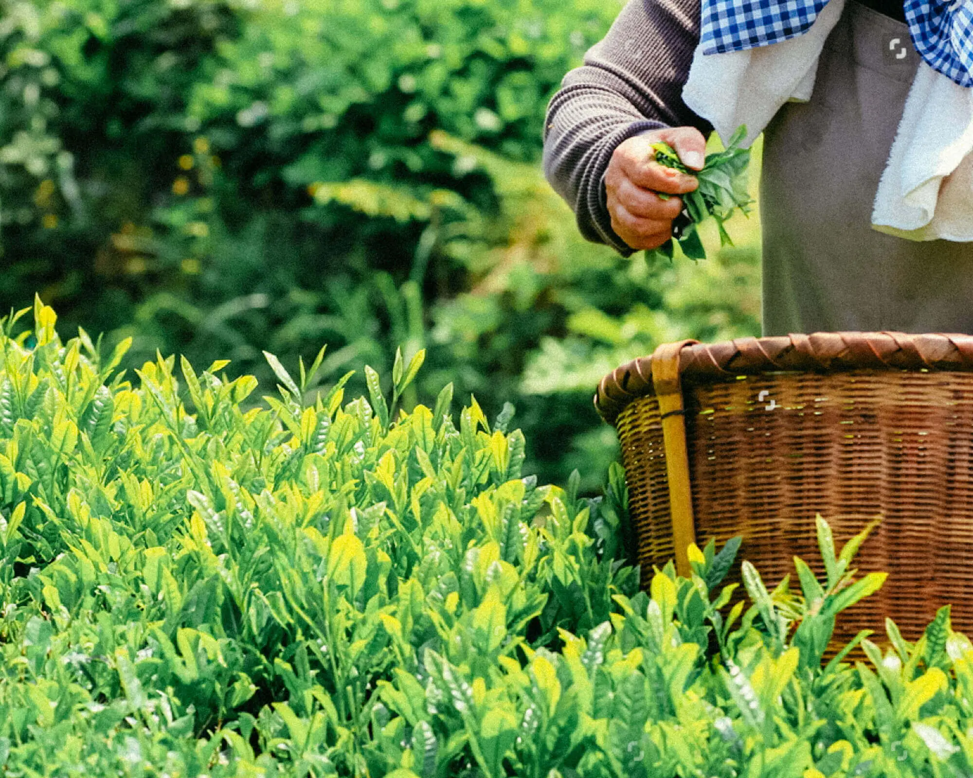 Matcha Farm