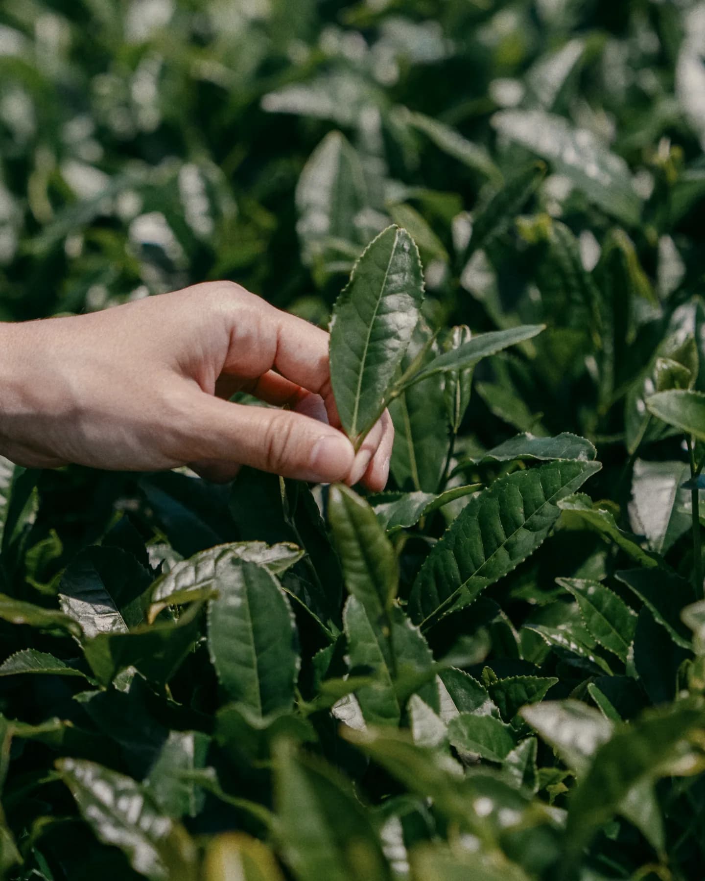 Hand selecting fresh tea leaves from Japanese tea plants