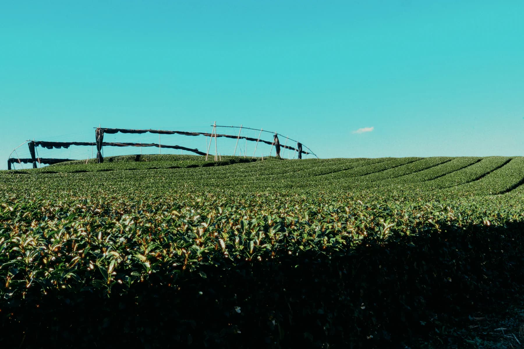 Rows of tea plants and shade structures at a Japanese matcha farm