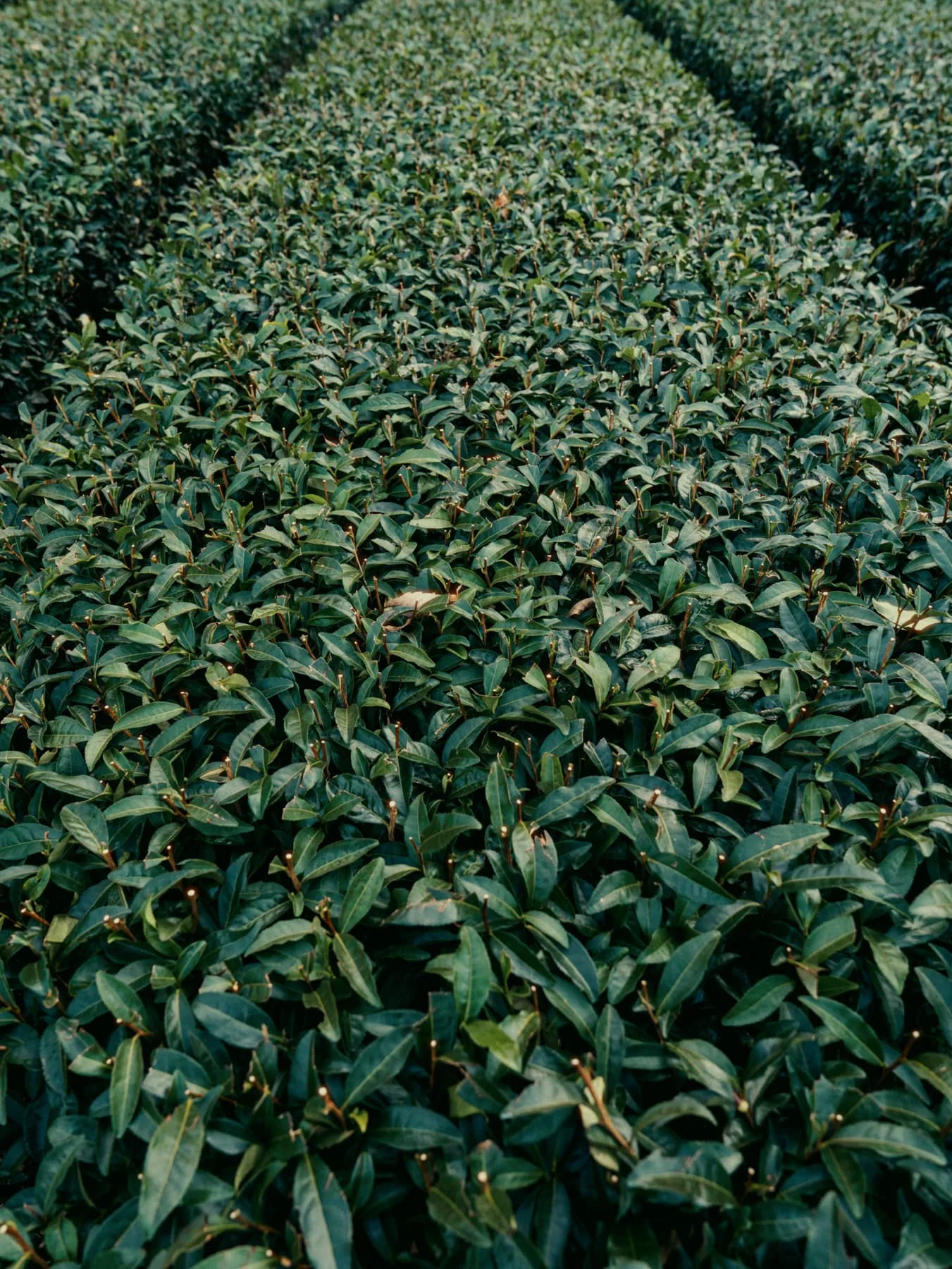 Dense rows of Japanese tea plants selected for matcha production