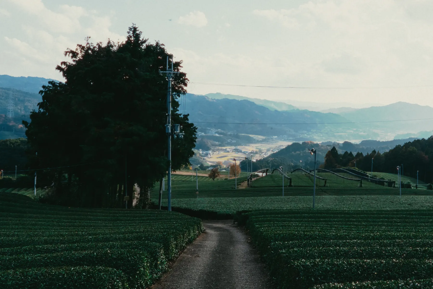 Tea fields in Ujitawara Kyoto