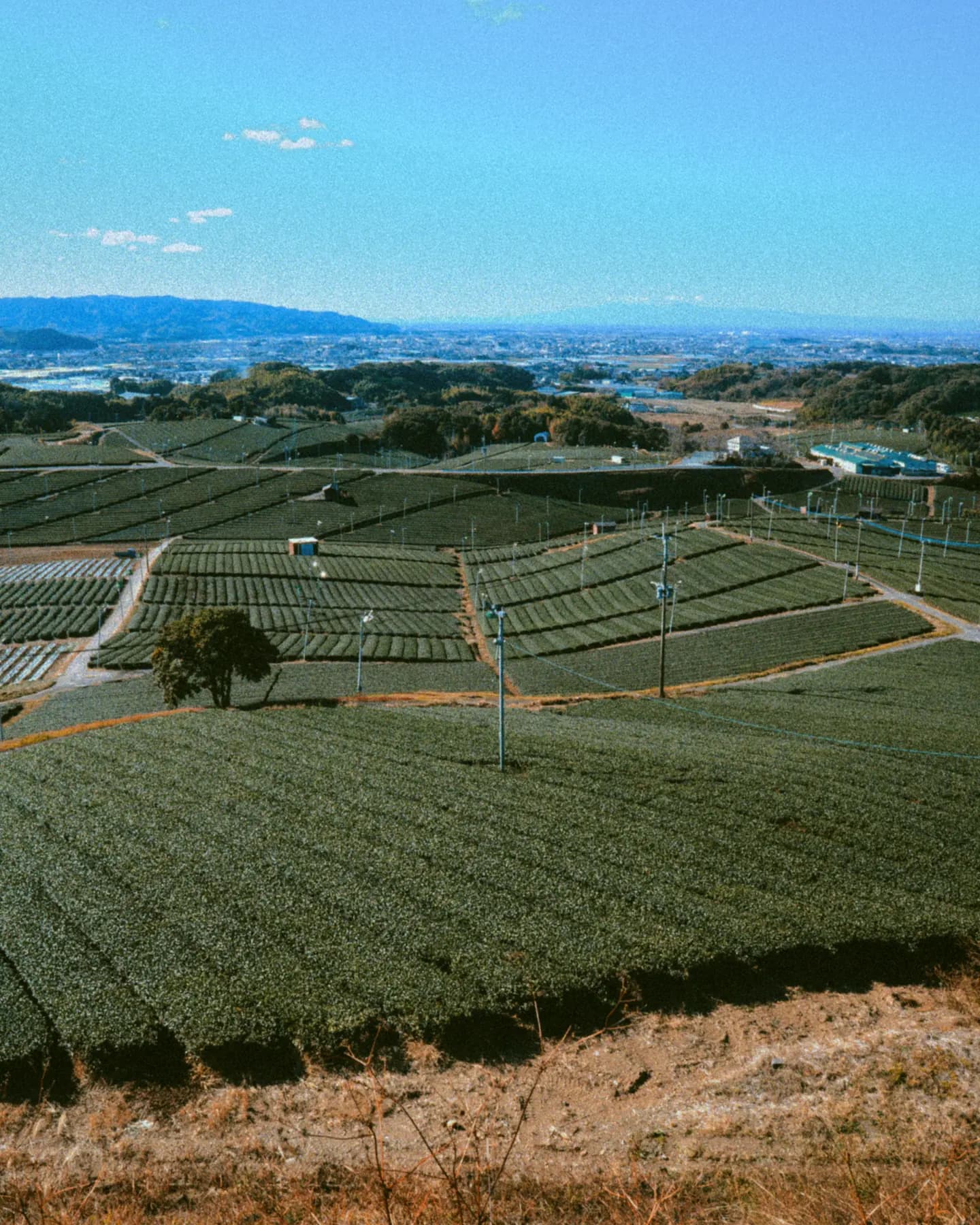 Terraced tea fields in Yame