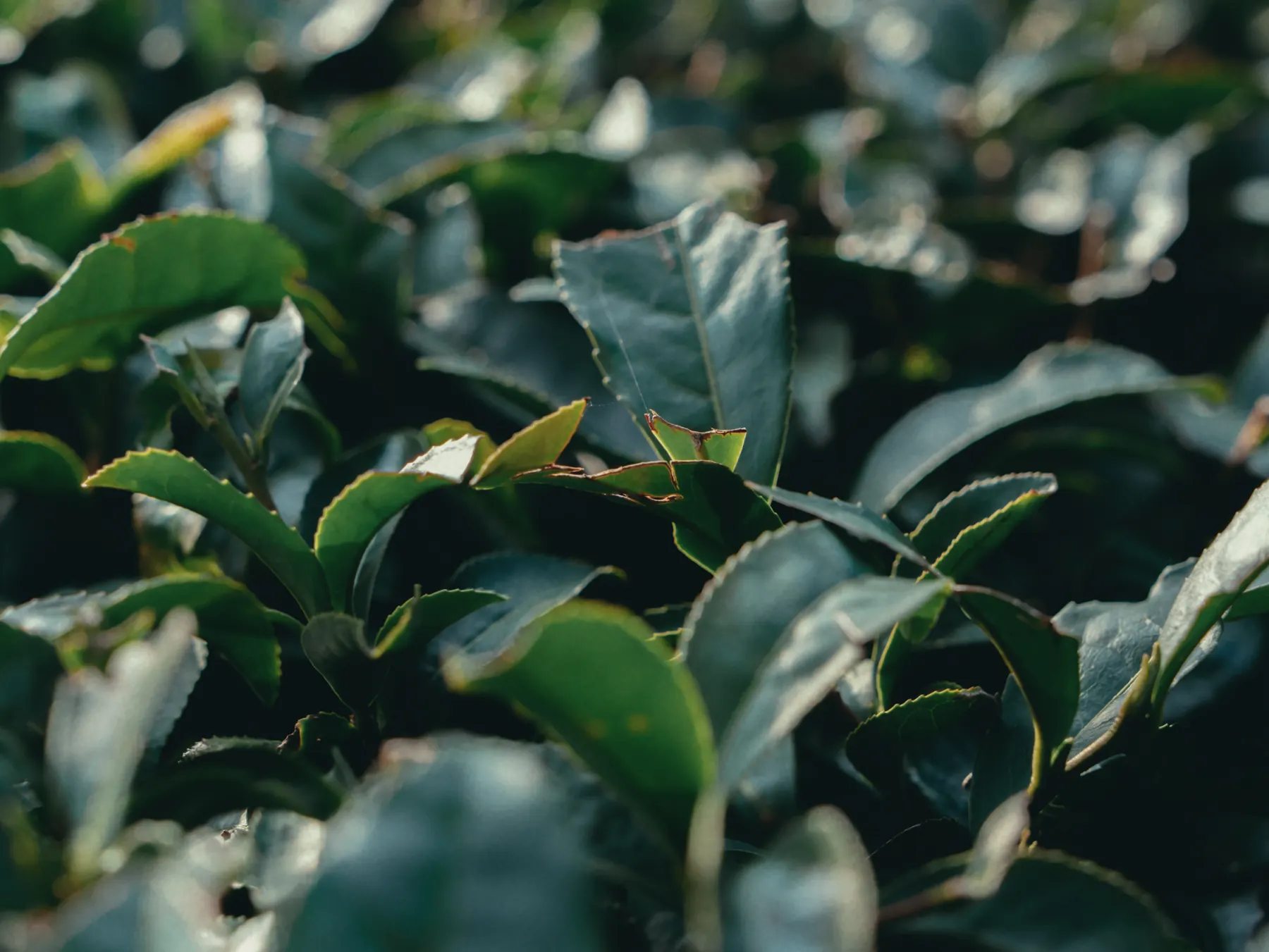 Tea leaves on the bush