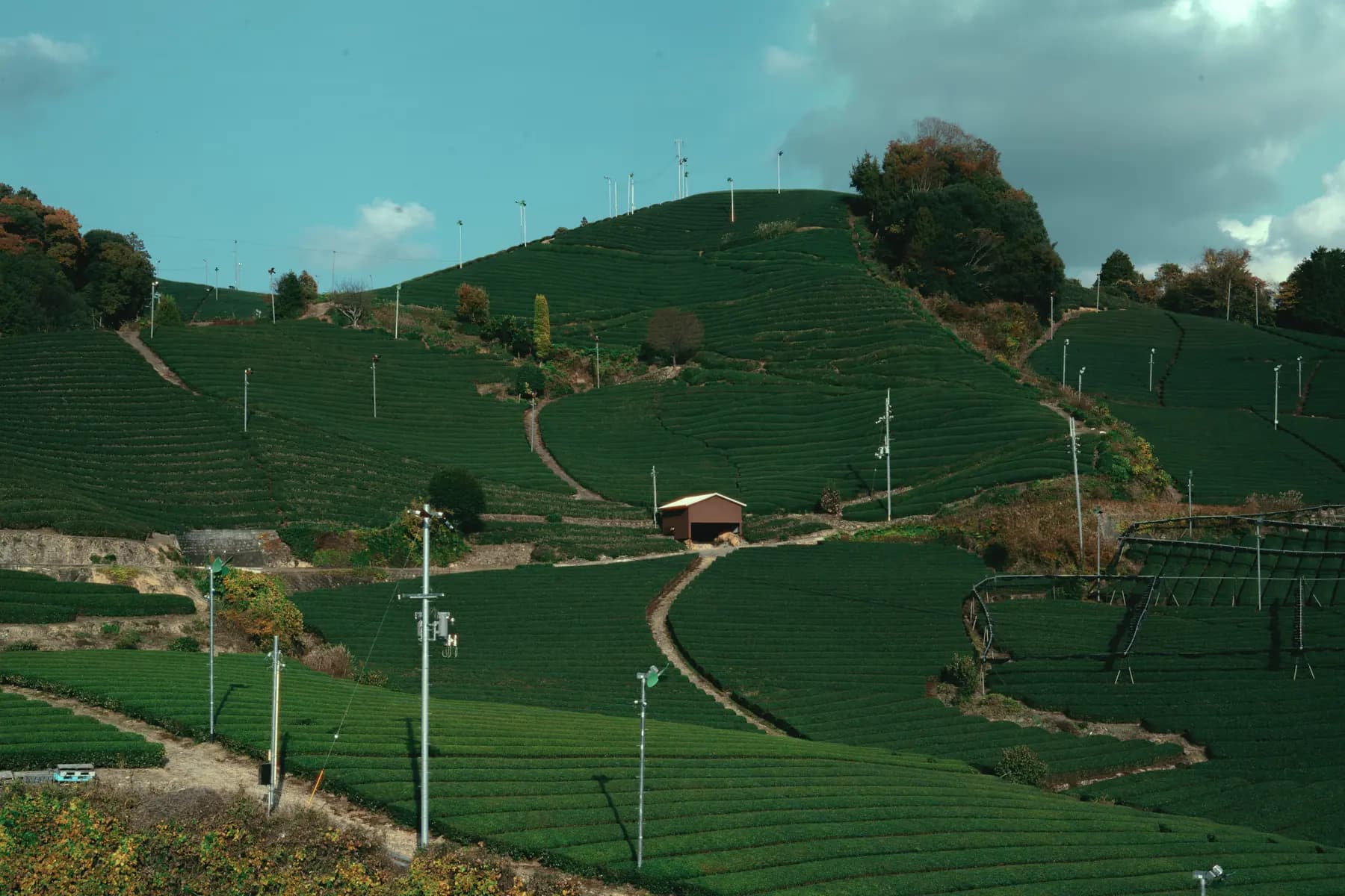 Hillside tea fields in Uji