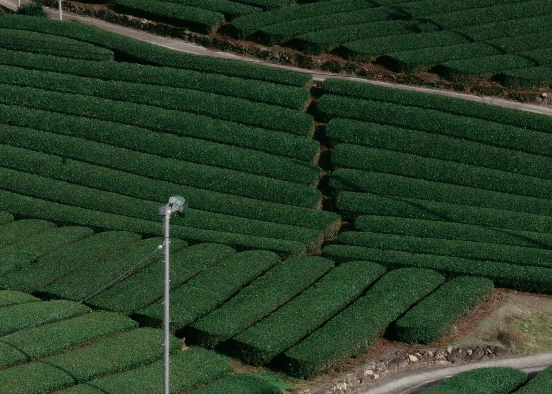 Terraced tea fields in Uji