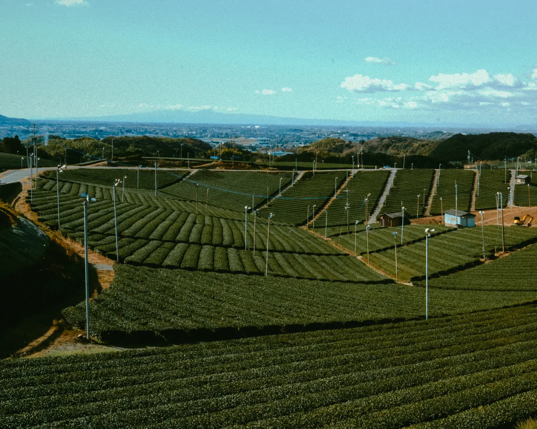 Tea fields in Yame