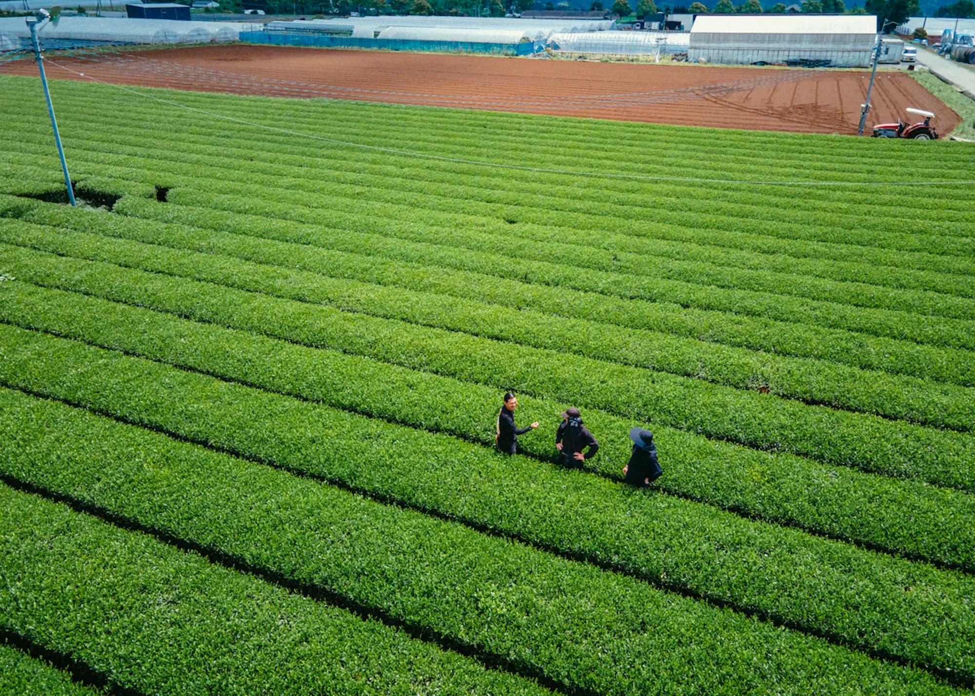 Tea Farm