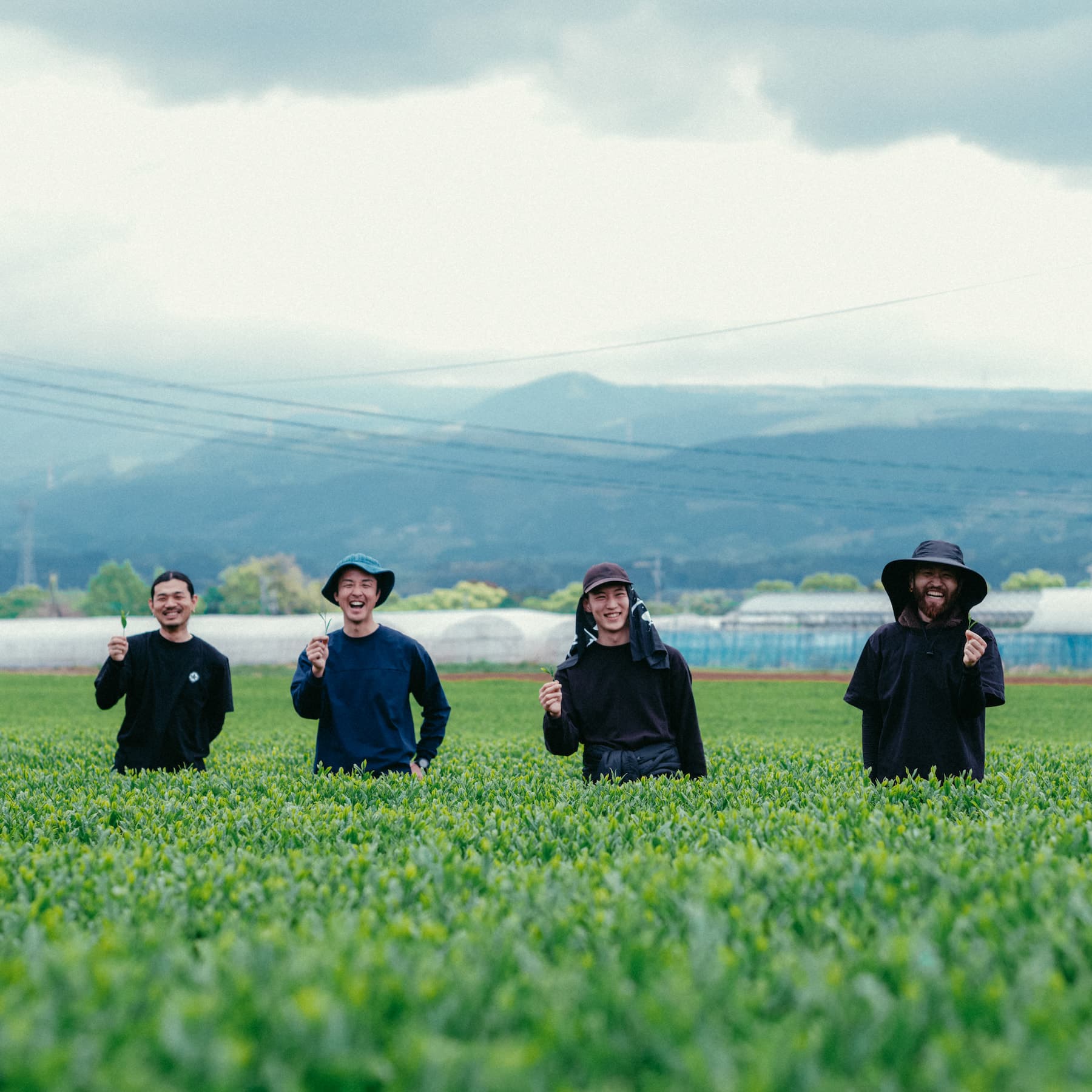 Japanese Tea Wholesale