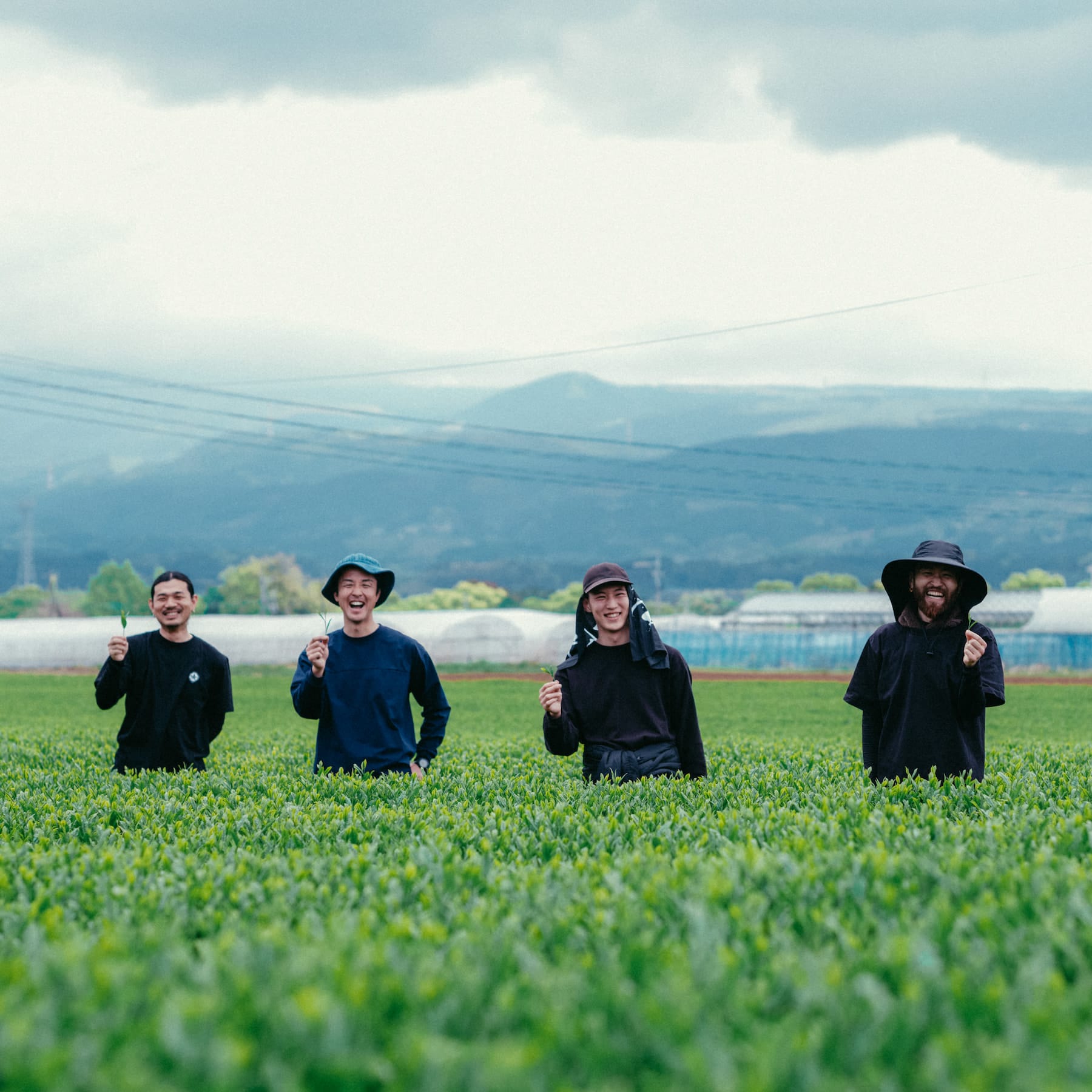 Japanese Tea Wholesale