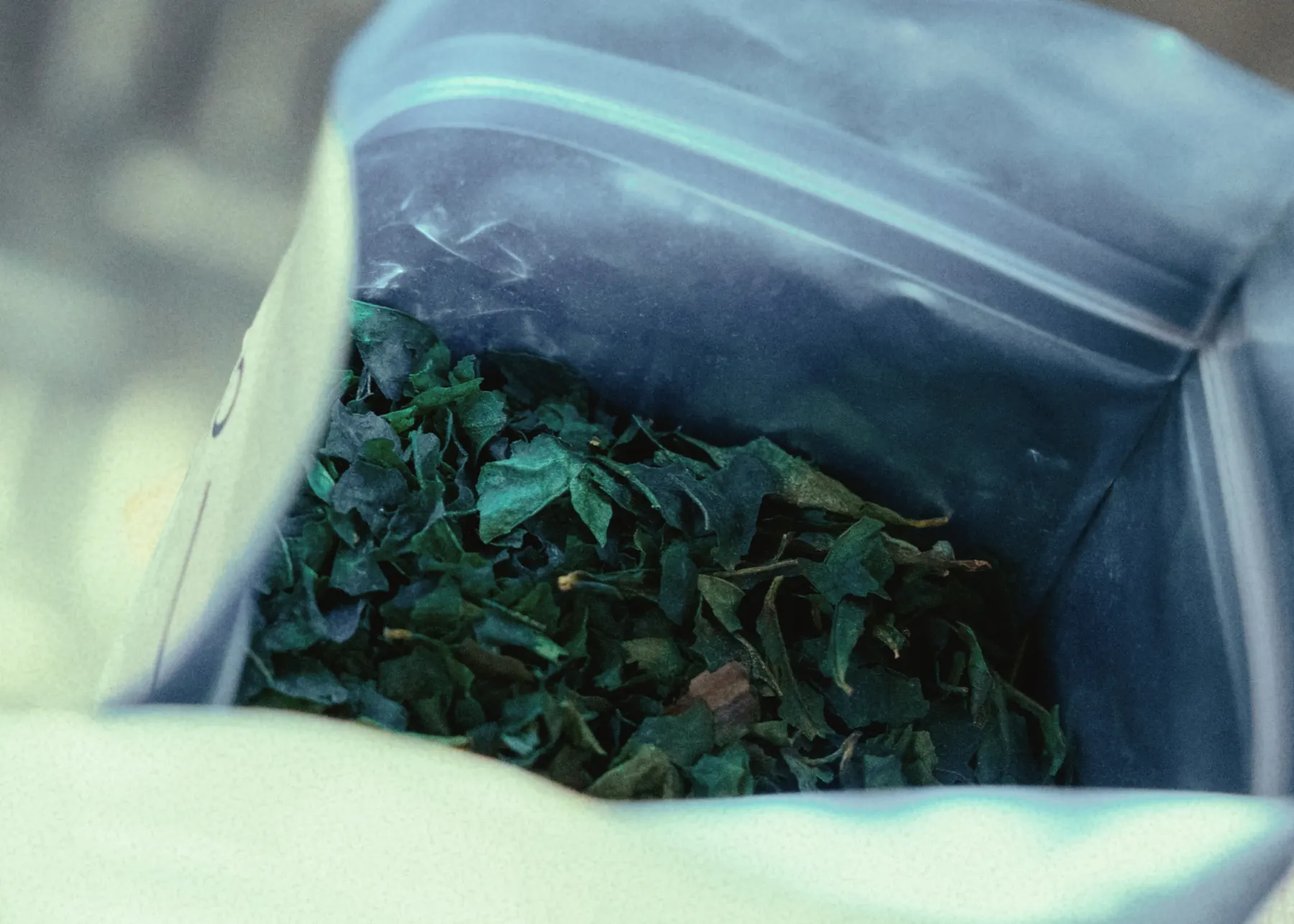 Loose ryokucha leaves in an opened bag