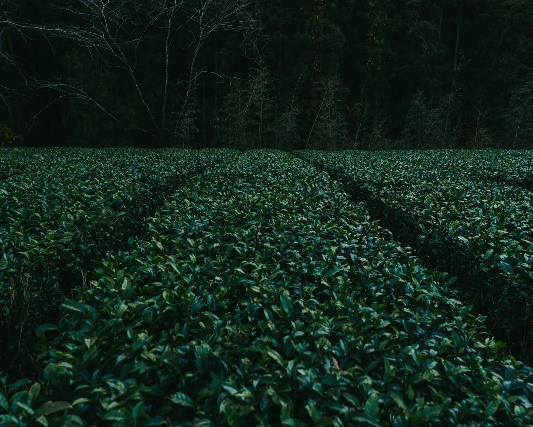 Tea field in Iga Mie