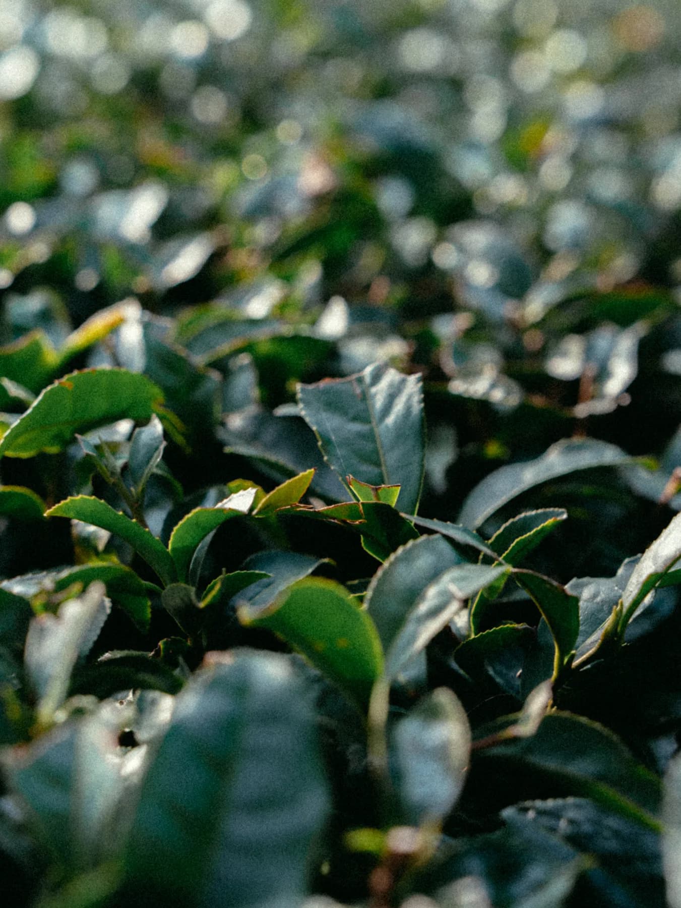 japanese-matcha-origins02